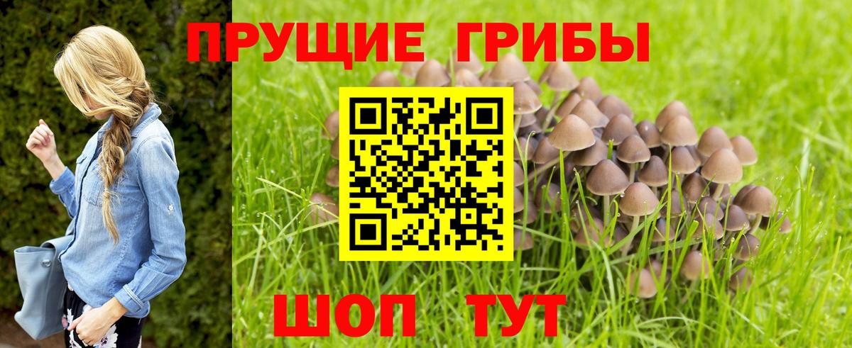 Тайшет  Псилоцибиновые грибы GOLDEN TEACHER  Вход с VPN  Псилоцибиновые грибы GOLDEN TEACHER 